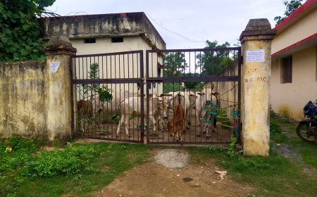 अघोषित गोठान नपा कार्यालय के सामने