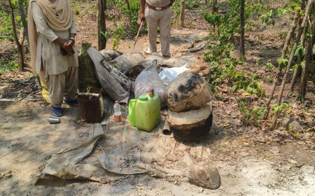 मतदान के पहले बरमकेला आबकारी टीम ने 25 लीटर शराब और 800 किलो लाहन जप्त किया