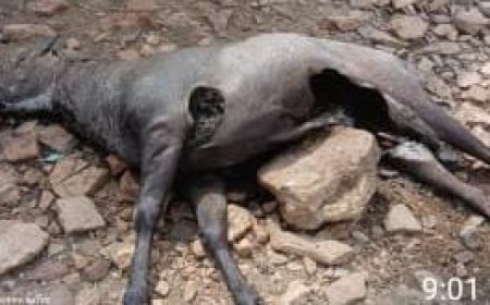 वनरक्षक बने भक्षक वन्य प्राणी नीलगाय की हत्या