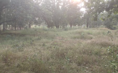 आदिवासी जमीन को गैर आदिवासी जमीन बनाकर चल रहा फर्जी बिक्री