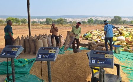 सारंगढ़ बिलाईगढ़ जिले में पहले दिन हुई लगभग 1500 क्विंटल धान खरीदी