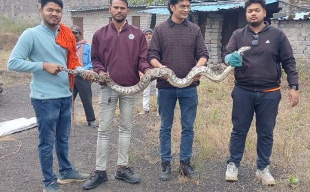 रायगढ़ के सर्प मित्रों के द्वारा 8 फीट अजगर का किया गया सुरक्षित रेस्क्यू