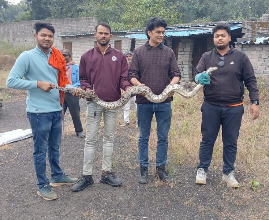 रायगढ़ के सर्प मित्रों के द्वारा 8 फीट अजगर का किया गया सुरक्षित रेस्क्यू