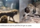 गर्लफ्रेंड को इम्‍प्रैस करने के लिए शेर के पिंजरे में घुसा शख्स, वीडियो रिकॉर्डिंग के दौरान ही जिंदा चबा डाला...