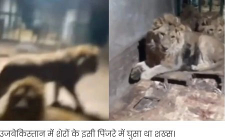 गर्लफ्रेंड को इम्प्रैस करने के लिए शेर के पिंजरे में घुसा शख्स, वीडियो रिकॉर्डिंग के दौरान ही जिंदा चबा डाला...