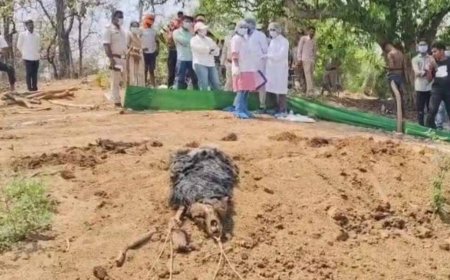 भालू की कब्र से निकला सनसनीखेज सच ! पंजे गायब, रस्सी से बंधा शव-क्या वन विभाग तस्करों के साथ....?