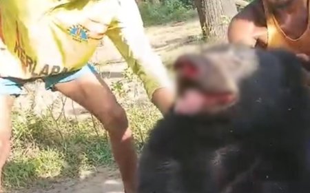 सुकमा में भालू को पकड़कर मुंह और पंजे तोड़े, हंसते हुए बनाया इस हैवानियत का वीडियो