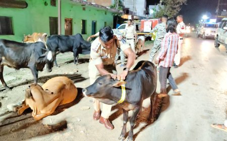 सड़क सुरक्षा में घरघोड़ा पुलिस की सराहनीय पहल, मवेशियों के गले में लगाए गए रेडियम कॉलर टैग