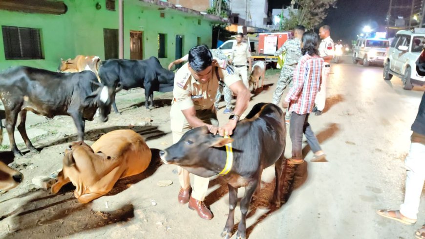 सड़क सुरक्षा में घरघोड़ा पुलिस की सराहनीय पहल, मवेशियों के गले में लगाए गए रेडियम कॉलर टैग