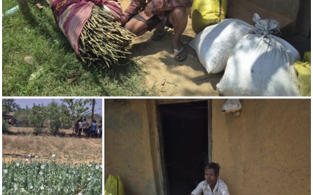 लैलूंगा में अफीम की खेती मामले में आया नया मोड़