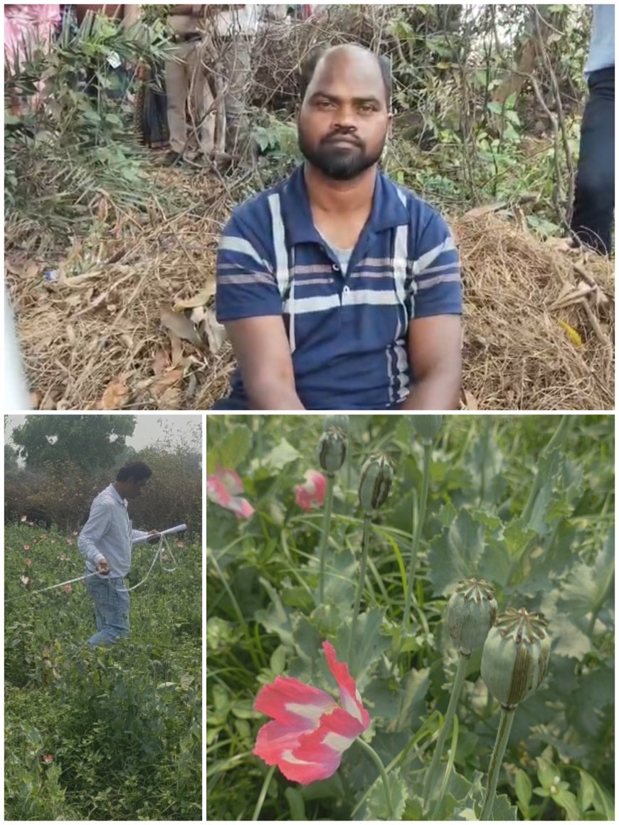 “ऑपरेशन आघात” के तहत तमनार में अफीम की अवैध खेती पर बड़ी कार्रवाई