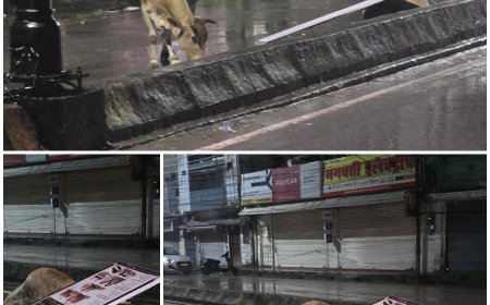 सिंदूर पार्क के सामने अज्ञात वाहन की टक्कर से गाय की मौत, जांच को लेकर उठे सवाल