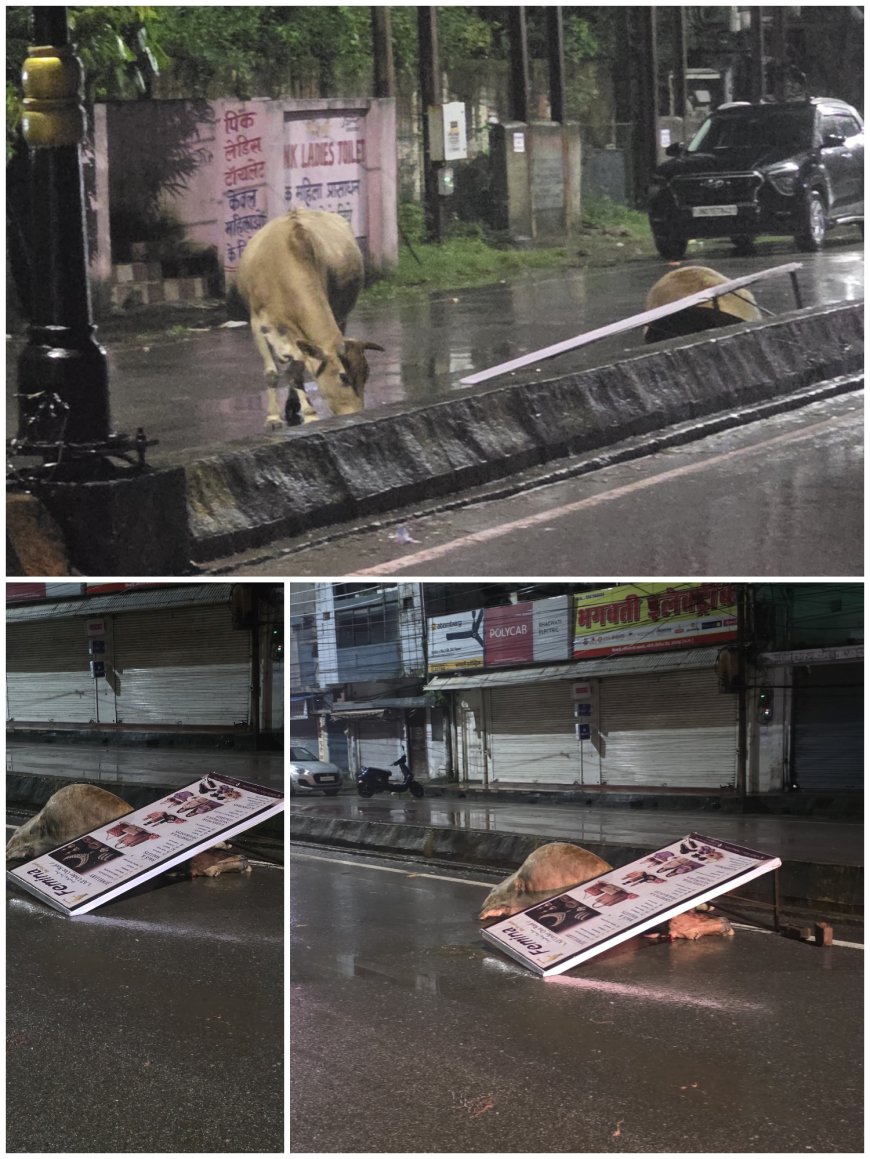 सिंदूर पार्क के सामने अज्ञात वाहन की टक्कर से गाय की मौत, जांच को लेकर उठे सवाल